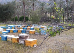 پرورش زنبور و تولید عسل در دشتستان