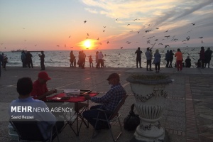 تصاویر/ مهمانان پاییزی ساحل بوشهر