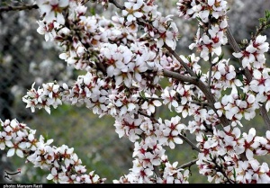 تصاویر/ شکوفه‌های بهاری