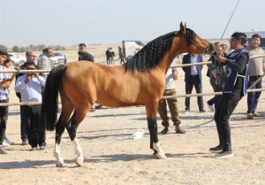 جشنواره زیبایی‌های اسب در دشتستان + تصاویر