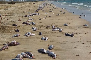 ماجرای ماهیان مرده در ساحل گناوه چه بود؟ + فیلم
